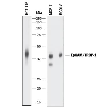 Western blot shows lysates of HCT-116 human colorectal carcinoma cell line, MCF-7 human breast cancer cell line, and BG01V human embryonic stem cells. PVDF membrane was probed with 0.2 µg/mL of Goat Anti-Human EpCAM/TROP-1 Antigen Affinity-purified Polyclonal Antibody (Catalog # AF960) followed by HRP-conjugated Anti-Goat IgG Secondary Antibody (HAF017). A specific band was detected for EpCAM/TROP-1 at approximately 40 kDa (as indicated). This experiment was conducted under reducing conditions and using Immunoblot Buffer Group 1.