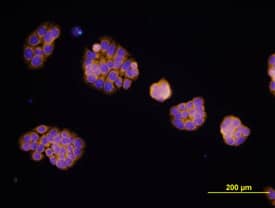 Immunocytochemistry EpCAM/TROP1 Antibody (158210) [Unconjugated]