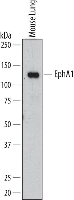 Western Blot EphA1 Antibody