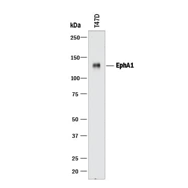 Western Blot EphA1 Antibody [Unconjugated]