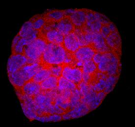 EphA1 was detected in immersion fixed D3 mouse embryonic stem cell line using Rat Anti-Mouse EphA1 Monoclonal Antibody (Catalog # MAB30341) at 10 µg/mL for 3 hours at room temperature. Cells were stained using the NorthernLights™ 557-conjugated Anti-Rat IgG Secondary Antibody (red; Catalog # NL013) and counterstained with DAPI (blue). Specific staining was localized to cytoplasm and cell secretion. View our protocol for Fluorescent ICC Staining of Stem Cells on Coverslips.