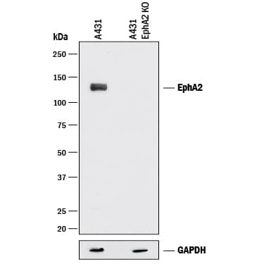 Western Blot EphA2 Antibody [Unconjugated]