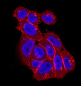 EphA2 was detected in immersion fixed A431 human epithelial carcinoma cell line using Mouse Anti-Human EphA2 Monoclonal Antibody (Catalog # MAB3035) at 10 µg/mL for 3 hours at room temperature. Cells were stained using the NorthernLights™ 557-conjugated Anti-Mouse IgG Secondary Antibody (red; Catalog # NL007) and counterstained with DAPI(blue). Specific staining was localized to the cell surface. View our protocol for Fluorescent ICC Staining of Cells on Coverslips.
