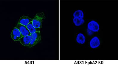 <b>Genetic Strategies Validation. </b>EphA2 was detected in immersion fixed A431 human epithelial carcinoma cell line but is not detected in EphA2 knockout (KO) A431 Human Cell Line cell line using Mouse Anti-Human EphA2 Monoclonal Antibody (Catalog # MAB3035) at 5 µg/mL for 3 hours at room temperature. Cells were stained using the NorthernLights™ 493-conjugated Anti-Mouse IgG Secondary Antibody (green; Catalog # NL009) and counterstained with DAPI (blue). Specific staining was localized to cell membranes. View our protocol for Fluorescent ICC Staining of Cells on Coverslips.