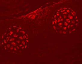 Immunohistochemistry EphA4 Antibody