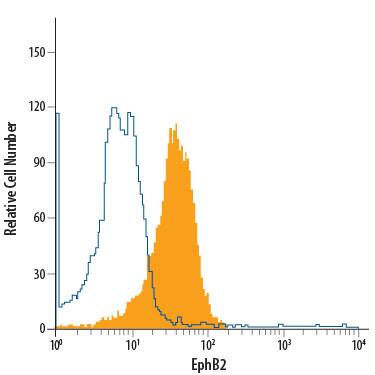 COLO 205 human colorectal adenocarcinoma cell line was stained with Rat Anti-Human/Mouse EphB2 Alexa Fluor® 488-conjugated Monoclonal Antibody (Catalog # FAB467G, filled histogram) or isotype control antibody (Catalog # IC006G, open histogram). View our protocol for Staining Membrane-associated Proteins.