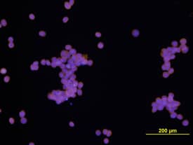 Immunocytochemistry EphB3 Antibody [Unconjugated]