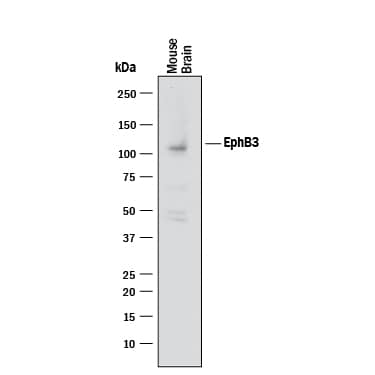 Western Blot EphB3 Antibody [Unconjugated]