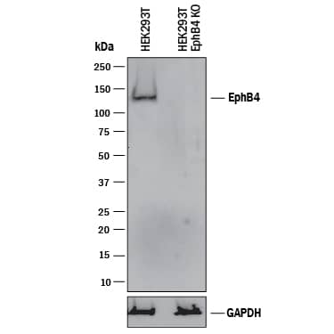 <b>Genetic Strategies Validation. </b>Western blot shows lysates of HEK293T human embryonic kidney parental cell line and EphB4 knockout HEK293T cell line (KO). PVDF membrane was probed with 2 µg/mL of Goat Anti-Human EphB4 Antigen Affinity-purified Polyclonal Antibody (Catalog # AF3038) followed by HRP-conjugated Anti-Goat IgG Secondary Antibody (Catalog # HAF017). A specific band was detected for EphB4 at approximately 140 kDa (as indicated) in the parental HEK293T cell line, but is not detectable in knockout HEK293T cell line. GAPDH (Catalog # AF5718) is shown as a loading control. This experiment was conducted under reducing conditions and using Immunoblot Buffer Group 1.