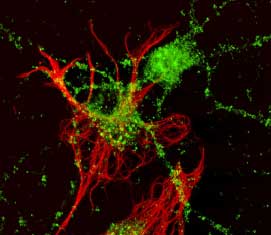 Ephrin‑A2 was detected in immersion fixed rat hippocampal neurons using 10 µg/mL Goat Anti-Mouse Ephrin‑A2 Antigen Affinity-purified Polyclonal Antibody (Catalog # AF603) for 3 hours at room temperature. Neurons were stained (green) and glial cells were labeled by using anti-GFAP antibodies (red). View our protocol for Fluorescent ICC Staining of Cells on Coverslips.