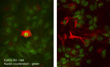 Immunocytochemistry Ephrin-B2 Antibody [Unconjugated]