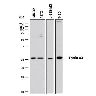 Western blot shows lysates of IMR-32 human neuroblastoma cell line, A172 human glioblastoma cell line, U-118-MG human glioblastoma/astrocytoma cell line, and T47D human breast cancer cell line. PVDF membrane was probed with 2 µg/mL of Mouse Anti-Human Ephrin-A3 Monoclonal Antibody (Catalog # MAB359) followed by HRP-conjugated Anti-Mouse IgG Secondary Antibody (Catalog # HAF018). A specific band was detected for Ephrin-A3 at approximately 26 kDa (as indicated). This experiment was conducted under reducing conditions and using Immunoblot Buffer Group 1.