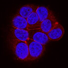 Immunocytochemistry Ephrin-A4 Antibody [Unconjugated]