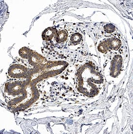 Immunohistochemistry Ephrin-A4 Antibody [Unconjugated]