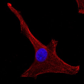 Ephrin-A4 was detected in immersion fixed U-87 MG human glioblastoma/astrocytoma cell line using Mouse Anti-Human Ephrin-A4 Monoclonal Antibody (Catalog # MAB3691) at 8 µg/mL for 3 hours at room temperature. Cells were stained using the NorthernLights™ 557-conjugated Anti-Mouse IgG Secondary Antibody (red; Catalog # NL007) and counterstained with DAPI (blue). Specific staining was localized to cytoplasm. View our protocol for Fluorescent ICC Staining of Cells on Coverslips.