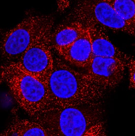 Immunocytochemistry Ephrin-A4 Antibody (80937) [Unconjugated]