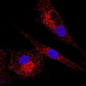 Immunocytochemistry Ephrin-A4 Antibody (80937) [Unconjugated]