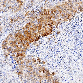Immunohistochemistry Ephrin-A4 Antibody (80937) [Unconjugated]