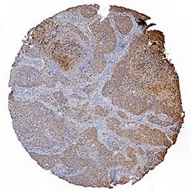 Immunohistochemistry Ephrin-A4 Antibody (135305) [Unconjugated]