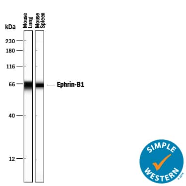 Simple Western Ephrin-B1 Antibody [Unconjugated]