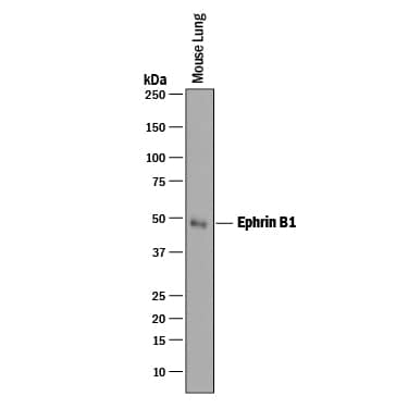 Western Blot Ephrin-B1 Antibody [Unconjugated]