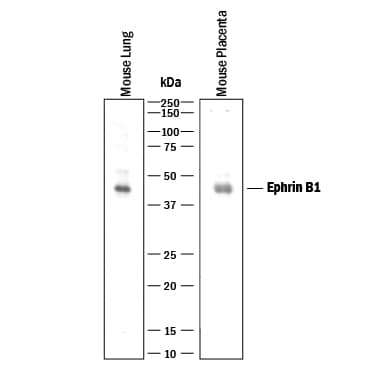 Western blot shows lysates of mouse lung tissue and mouse placenta tissue. PVDF membrane was probed with 1 µg/mL of Rat Anti-Mouse Ephrin-B1 Monoclonal Antibody (Catalog # MAB4731) followed by HRP-conjugated Anti-Rat IgG Secondary Antibody (Catalog # HAF005). A specific band was detected for Ephrin-B1 at approximately 45 kDa (as indicated). This experiment was conducted under reducing conditions and using Immunoblot Buffer Group 1.