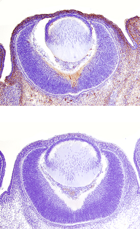 Epimorphin/Syntaxin 2 was detected in immersion fixed frozen sections of embryonic mouse eye cup (13 d.p.c.) using 8 µg/mL Rat Anti-Mouse Epimorphin/Syntaxin 2 Monoclonal Antibody (Catalog # MAB2568) overnight at 4 °C. Tissue was stained with the Anti-Rat HRP-DAB Cell & Tissue Staining Kit (brown; Catalog # CTS017) and counterstained with hematoxylin (blue). Lower panel shows a lack of labeling if primary antibodies are omitted and tissue is stained only with secondary antibody followed by incubation with detection reagents. View our protocol for Chromogenic IHC Staining of Frozen Tissue Sections.