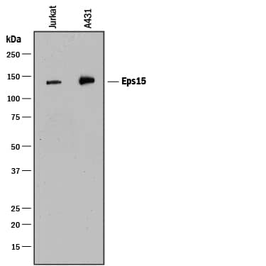 Western Blot EPS15 Antibody [Unconjugated]