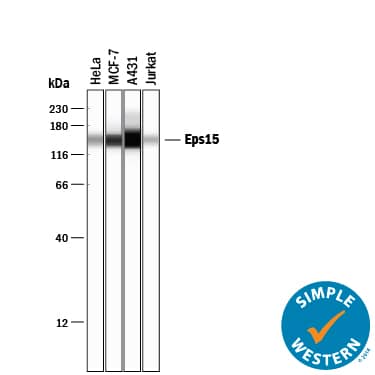 Simple Western lane view shows lysates of HeLa human cervical epithelial carcinoma cell line, MCF‑7 human breast cancer cell line, A431 human epithelial carcinoma cell line, and Jurkat human acute T cell leukemia cell line, loaded at 0.2 mg/mL. A specific band was detected for Eps15 at approximately 150 kDa (as indicated) using 1 µg/mL of Rabbit Anti-Human Eps15 Monoclonal Antibody (Catalog # MAB8480). This experiment was conducted under reducing conditions and using the 12-230 kDa separation system.