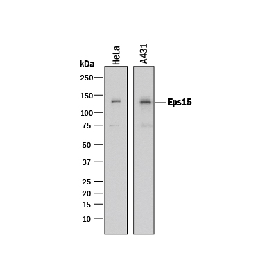 Western blot shows lysates of HeLa human cervical epithelial carcinoma cell line and A431 human epithelial carcinoma cell line. PVDF membrane was probed with 0.1 µg/mL of Rabbit Anti-Human Eps15 Monoclonal Antibody (Catalog # MAB8480) followed by HRP-conjugated Anti-Rabbit IgG Secondary Antibody (Catalog # HAF008). A specific band was detected for Eps15 at approximately 140 kDa (as indicated). This experiment was conducted under reducing conditions and using Immunoblot Buffer Group 1.