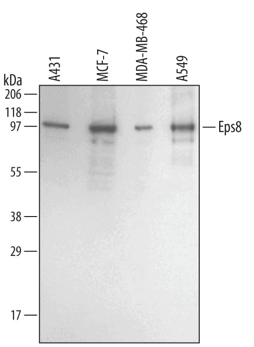 Western blot shows lysates of A431 human epithelial carcinoma cell line, MCF-7 human breast cancer cell line, MDA-MB-468 human breast cancer cell line, and A549 human lung carcinoma cell line. PVDF membrane was probed with 1 µg/mL of Human Eps8 Antigen Affinity-purified Polyclonal Antibody (Catalog # AF5529) followed by HRP-conjugated Anti-Goat IgG Secondary Antibody (Catalog # HAF109). A specific band was detected for Eps8 at approximately 97 kDa (as indicated). This experiment was conducted using Immunoblot Buffer Group 1.