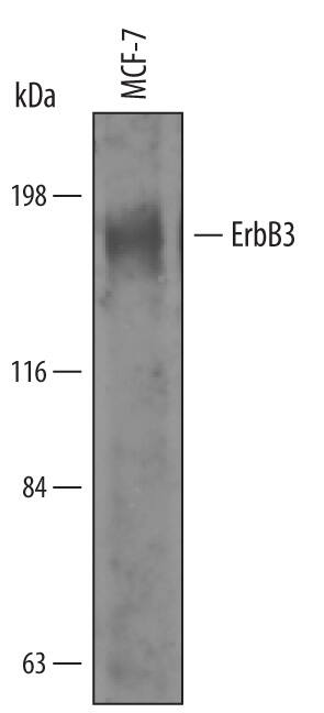 Western Blot ErbB3/Her3 Antibody