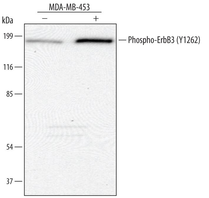 Western blot shows lysates of MDA-MB-453 human breast cancer cell line untreated (-) or treated (+) with 300 ng/mL Recombinant Human NRG1-beta /HRG1-beta  (Catalog # 396-HB) for 5 minutes. PVDF membrane was probed with 1 µg/mL of Human Phospho-ErbB3/Her3 (Y1262) Antigen Affinity-purified Polyclonal Antibody (Catalog # AF5817), followed by HRP-conjugated Anti-Rabbit IgG Secondary Antibody (Catalog # HAF008). A specific band was detected for Phospho-ErbB3/Her3 (Y1262) at approximately 185 kDa (as indicated). This experiment was conducted under reducing conditions and using Immunoblot Buffer Group 1.
