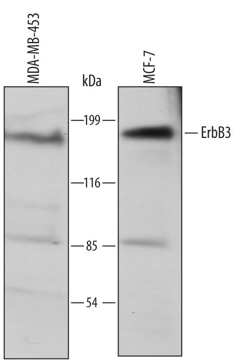 Western blot shows lysates of MDA-MB-453 human breast cancer cell line and MCF-7 human breast cancer cell line. PVDF membrane was probed with 1 µg/mL of Human ErbB3/Her3 Monoclonal Antibody (Catalog # MAB3482) followed by HRP-conjugated Anti-Mouse IgG Secondary Antibody (Catalog # HAF007). A specific band was detected for ErbB3/Her3 at approximately 185 kDa (as indicated). This experiment was conducted under reducing conditions and using Immunoblot Buffer Group 1.
