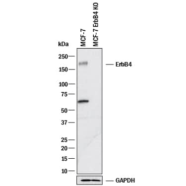 <b>Genetic Strategies Validation. </b>Western blot shows lysates of MCF-7 human breast cancer parental cell line and ErbB4/Her4 knockout MCF-7 cell line (KO). PVDF membrane was probed with 1 µg/mL of Goat Anti-Human ErbB4/Her4 Antigen Affinity-purified Polyclonal Antibody (Catalog # AF10446) followed by HRP-conjugated Anti-Goat IgG Secondary Antibody (Catalog # HAF017). A specific band was detected for ErbB4/Her4 at approximately 180 kDa (as indicated) in the parental MCF-7 cell line, but is not detectable in knockout MCF-7 cell line. GAPDH (Catalog # 2275-PC-100) is shown as a loading control. This experiment was conducted under reducing conditions and using Immunoblot Buffer Group 1.