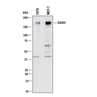 Western blot shows lysates of T47D human breast cancer cell line and MCF-7 human breast cancer cell line. PVDF membrane was probed with 1 µg/mL of Goat Anti-Human ErbB4/Her4 Antigen Affinity-purified Polyclonal Antibody (Catalog # AF10446) followed by HRP-conjugated Anti-Goat IgG Secondary Antibody (Catalog # HAF017). A specific band was detected for ErbB4/Her4 at approximately 180 kDa (as indicated). This experiment was conducted under reducing conditions and using Immunoblot Buffer Group 1.