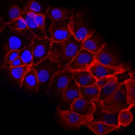 Erbin was detected in immersion fixed DU145 human prostate carcinoma cell line using Sheep Anti-Human Erbin Antigen Affinity-purified Polyclonal Antibody (Catalog # AF7866) at 10 µg/mL for 3 hours at room temperature. Cells were stained using the NorthernLights™ 557-conjugated Anti-Sheep IgG Secondary Antibody (red; Catalog # NL010) and counterstained with DAPI (blue). Specific staining was localized to cell surfaces. View our protocol for Fluorescent ICC Staining of Cells on Coverslips.