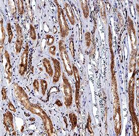 Immunohistochemistry Erythropoietin/EPO Antibody [Unconjugated]