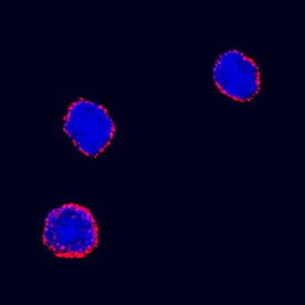 Erythropoietin R was detected in immersion fixed mouse bone marrow cells using Goat Anti-Mouse Erythropoietin R Antigen Affinity-purified Polyclonal Antibody (Catalog # AF1390) at 15 µg/mL for 3 hours at room temperature. Cells were stained using the NorthernLights™ 557-conjugated Anti-Goat IgG Secondary Antibody (red; Catalog # NL001) and counterstained with DAPI (blue). Specific staining was localized to cell surfaces. View our protocol for Fluorescent ICC Staining of Non-adherent Cells.