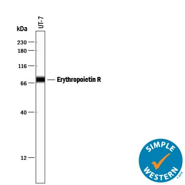 Simple Western lane view shows lysates of UT-7 human acute myeloid leukemia cell line, loaded at 0.2 mg/mL. A specific band was detected for Erythropoietin R at approximately 76 kDa (as indicated) using 10 µg/mL of Goat Anti-Human Erythropoietin R Antigen Affinity-purified Polyclonal Antibody (Catalog # AF-322-PB) followed by 1:50 dilution of HRP-conjugated Anti-Goat IgG Secondary Antibody (Catalog # HAF109). This experiment was conducted under reducing conditions and using the 12-230 kDa separation system.