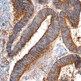 Immunohistochemistry Ets-1 Antibody [Unconjugated]