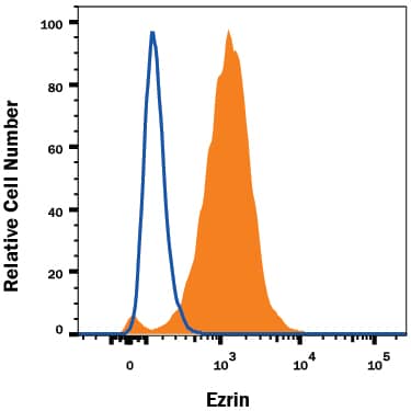HeLa human cervical epithelial carcinoma cell line was stained with Rabbit Anti-Human Ezrin Monoclonal Antibody (Catalog # MAB7239, filled histogram) or isotype control antibody (Catalog # AB-105-C, open histogram), followed by Allophycocyanin-conjugated Anti-Rabbit IgG Secondary Antibody (Catalog # F0111). To facilitate intracellular staining, cells were fixed with Flow Cytometry Fixation Buffer (Catalog # FC004) and permeabilized with Flow Cytometry Permeabilization/Wash Buffer I (Catalog # FC005). View our protocol for Staining Intracellular Molecules.