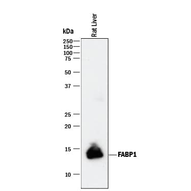 Western blot shows lysate of rat liver tissue. PVDF membrane was probed with 0.2 µg/mL of Goat Anti-Human/Mouse/ Rat FABP1/L-FABP Antigen Affinity-purified Polyclonal Antibody (Catalog # AF1565) followed by HRP-conjugated Anti-Goat IgG Secondary Antibody (Catalog # HAF017). A specific band was detected for FABP1/ L-FABP at approximately 13 kDa (as indicated). This experiment was conducted under reducing conditions and using Immunoblot Buffer Group 1.