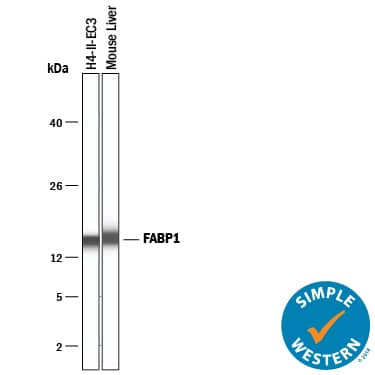 Simple Western lane view shows lysates of H4-II-E-C3 rat hepatoma cell line and mouse liver tissue, loaded at 0.2 mg/mL. A specific band was detected for FABP1/L-FABP at approximately 16 kDa (as indicated) using 10 µg/mL of Goat Anti-Human/Mouse/Rat FABP1/L-FABP Antigen Affinity-purified Polyclonal Antibody (Catalog # AF1565) followed by 1:50 dilution of HRP-conjugated Anti-Goat IgG Secondary Antibody (Catalog # HAF109). This experiment was conducted under reducing conditions and using the 12-230 kDa separation system.