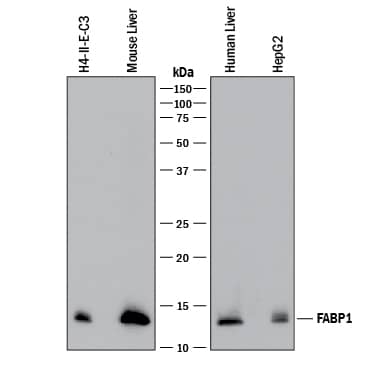Western blot shows lysates of H4-II-E-C3 rat hepatoma cell line, mouse liver tissue, human liver tissue, and HepG2 human hepatocellular carcinoma cell line. PVDF membrane was probed with 0.5 µg/mL of Goat Anti-Human/ Mouse/Rat FABP1/L-FABP Antigen Affinity-purified Polyclonal Antibody (Catalog # AF1565) followed by HRP-conjugated Anti-Goat IgG Secondary Antibody (Catalog # HAF017). A specific band was detected for FABP1/L-FABP at approximately 13 kDa (as indicated). This experiment was conducted under reducing conditions and using Immunoblot Buffer Group 1.