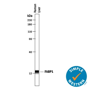 Simple Western lane view shows lysates of human liver tissue, loaded at 0.2 mg/mL. A specific band was detected for FABP1/L‑FABP at approximately 14 kDa (as indicated) using 10 µg/mL of Goat Anti-Human/Mouse/Rat FABP1/L‑FABP Antigen Affinity-purified Polyclonal Antibody (Catalog # AF2964) . This experiment was conducted under reducing conditions and using the 12-230 kDa separation system.
