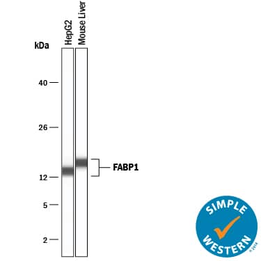 Simple Western lane view shows lysates of HepG2 human hepatocellular carcinoma cell line and mouse liver tissue, loaded at 0.2 mg/mL. A specific band was detected for FABP1/L-FABP at approximately 14-16 kDa (as indicated) using 5 µg/mL of Goat Anti-Human/Mouse/Rat FABP1/L-FABP Antigen Affinity-purified Polyclonal Antibody (Catalog # AF2964) followed by 1:50 dilution of HRP-conjugated Anti-Goat IgG Secondary Antibody (Catalog # HAF109). This experiment was conducted under reducing conditions and using the 12-230 kDa separation system.