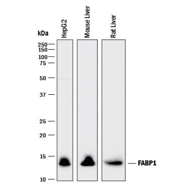 Western blot shows lysates of HepG2 human hepatocellular carcinoma cell line, mouse liver tissue, and rat liver tissue. PVDF membrane was probed with 0.25 µg/mL of Goat Anti-Human/Mouse/Rat FABP1/L-FABP Antigen Affinity-purified Polyclonal Antibody (Catalog # AF2964) followed by HRP-conjugated Anti-Goat IgG Secondary Antibody (Catalog # HAF017). A specific band was detected for FABP1/L-FABP at approximately 14 kDa (as indicated). This experiment was conducted under reducing conditions and using Immunoblot Buffer Group 1.