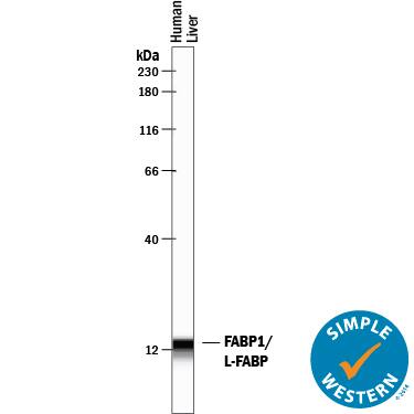Simple Western lane view shows lysates of human liver tissue, loaded at 0.2 mg/mL. A specific band was detected for FABP1/L-FABP at approximately 13 kDa (as indicated) using 1 µg/mL of Sheep Anti-Human/Mouse/Rat FABP1/L-FABP Antigen Affinity-purified Polyclonal Antibody (Catalog # AF7009) followed by 1:50 dilution of HRP-conjugated Anti-Sheep IgG Secondary Antibody (Catalog # HAF016). This experiment was conducted under reducing conditions and using the 12-230 kDa separation system.