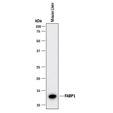 Western blot shows lysates of mouse liver tissue. PVDF membrane was probed with 2 µg/mL of Mouse Anti-Mouse/ Rat FABP1/L-FABP Monoclonal Antibody (Catalog # MAB1565) followed by HRP-conjugated Anti-Mouse IgG Secondary Antibody (Catalog # HAF018). A specific band was detected for FABP1/L-FABP at approximately 13 kDa (as indicated). This experiment was conducted under reducing conditions and using Immunoblot Buffer Group 1.